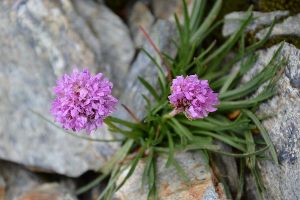 Armeria alpina